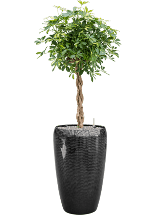 Pflanzen Arrangement „Schefflera arboricola & Vogue Amfi“ Schwarz, Ø 50 x 160-170 cm