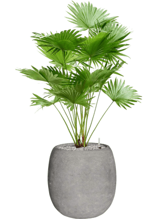Pflanzen Arrangement „Livistonia rotundifolia & Polystone Coated Plain“ Ø 70 x 120-130 cm