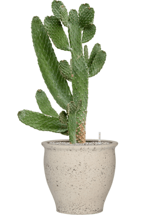 Pflanzen Arrangement „Opuntia consolea & Mediterranean“ Ø 50 x 100-110 cm