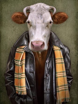 Glass picture "Cow with leather jacket" 60 x 80 cm