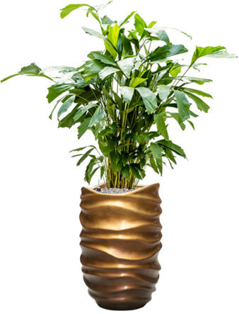 Plant arrangement "Caryota mitis & Baq Gradient Lee Honey" Ø 40/ height 140-150 cm