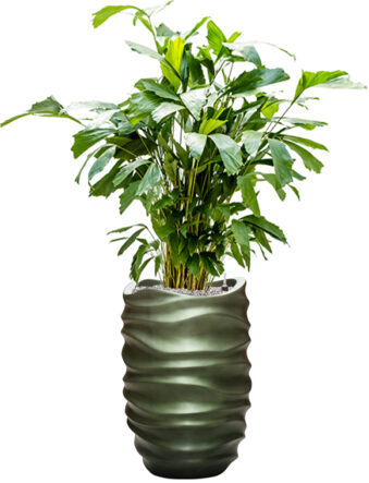 Pflanzen Arrangement „Caryota mitis & Baq Gradient Lee Forest“ Ø 40/ Höhe 140-150 cm
