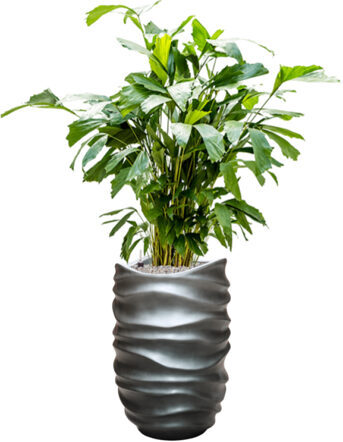 Arrangement de plantes "Caryota mitis & Baq Gradient Lee Grey" Ø 40/ hauteur 140-150 cm