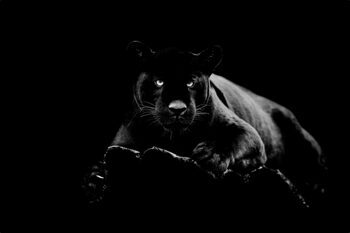 Glass picture "Panther" 80 x 120 cm