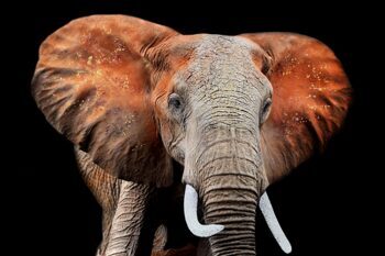 Tableau en verre "Eléphant d'Afrique" 100 x 150 cm