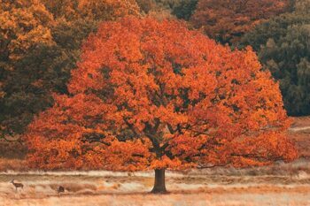 Acrylglasbild „Herbstbaum“ 120 x 80 cm