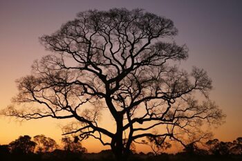 Acrylglasbild „Gigantischer Baum im Sonnenuntergang“ 120 x 80 cm