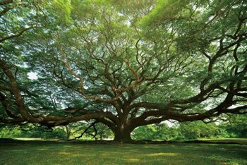 Glasbild „Gigantischer Baum“ 100 x 150 cm