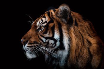 Tableau en verre "Tigre de Sibérie" 80 x 120 cm