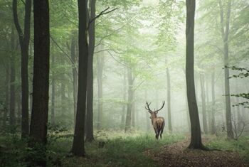 Glasbild „Hirsch im morgendlichen Wald“ 100 x 150 cm