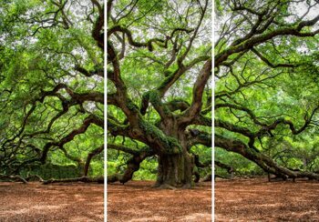 Acrylglasbild „Verzweigter Baum“ 140 x 198 cm