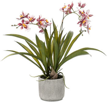 Lebensechte Kunstpflanze „Oncidium Orchidee“, Burgundy, Ø 50/ Höhe 45 cm