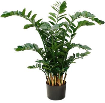 Lifelike artificial plant "Zamioculcas Zamiifolia" Ø 110/ height 115 cm