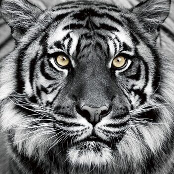 Glasbild „Tiger in Schwarz und Weiss“ 80 x 80 cm