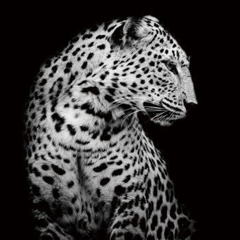 Glasbild „Leopard in der Nacht“ 100 x 100 cm
