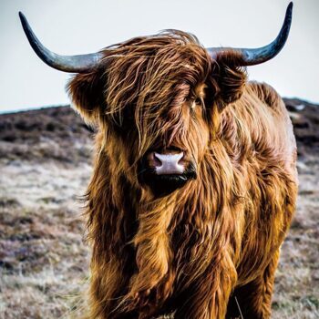 Glass picture "Highland Cattle" 100 x 100 cm