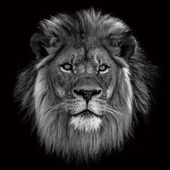 Glass picture "Lion King" 100 x 100 cm
