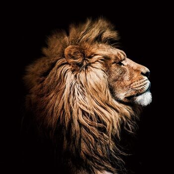 Glasbild „König der Löwen im Profil“ 100 x 100 cm