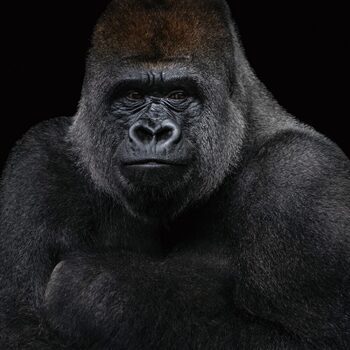 Glasbild „Gorilla“ 100 x 100 cm
