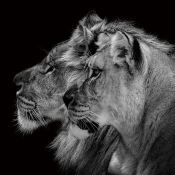 Tableau en verre "Couple de lions" 80 x 80 cm
