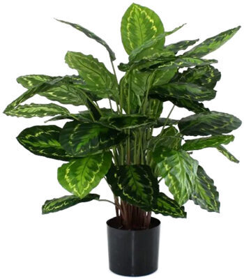 Lebensechte Kunstpflanze „Calathea Rosea Picta“, Höhe 85 cm