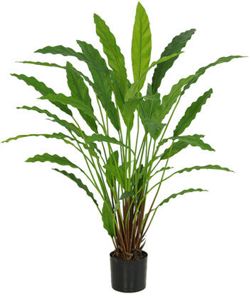 Véritable plante artificielle "Calathea Tuff" Ø 60/ hauteur 84 cm