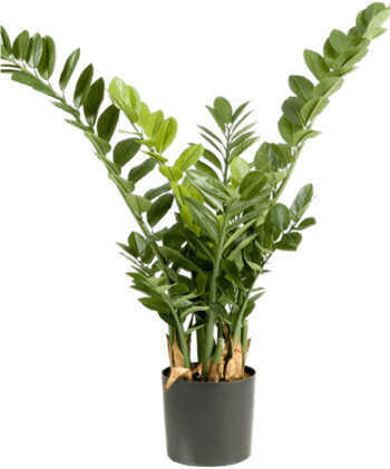 Lifelike artificial plant "Zamioculcas" Ø 70/ height 90 cm