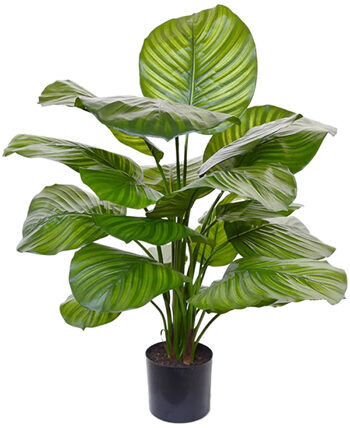 Véritable plante artificielle "Calathea Fasciata" Ø 60/ hauteur 70 cm