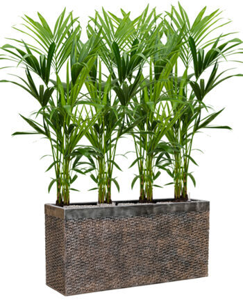 Pflanzen Arrangement „Kentia Howea forsteriana & Luxe Lite Universe Layer“ 100 x 140-150 cm